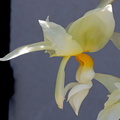 Stanhopea ruckeri