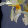 Stanhopea ruckeri