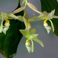 Stanhopea ruckeri