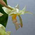 Stanhopea ruckeri