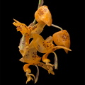 Stanhopea jenischiana