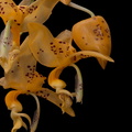 Stanhopea jenischiana