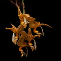 Stanhopea jenischiana