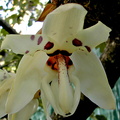 Stanhopea martiana