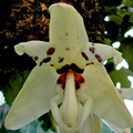 Stanhopea martiana