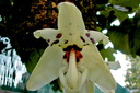 Stanhopea martiana