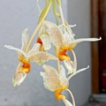 Stanhopea saccata x oculata