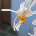 Stanhopea saccata x oculata