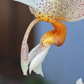 Stanhopea saccata x oculata