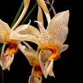 Stanhopea_saccata5.jpg