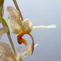 Stanhopea saccata x oculata