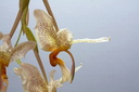 Stanhopea saccata x oculata