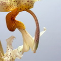 Stanhopea saccata x oculata