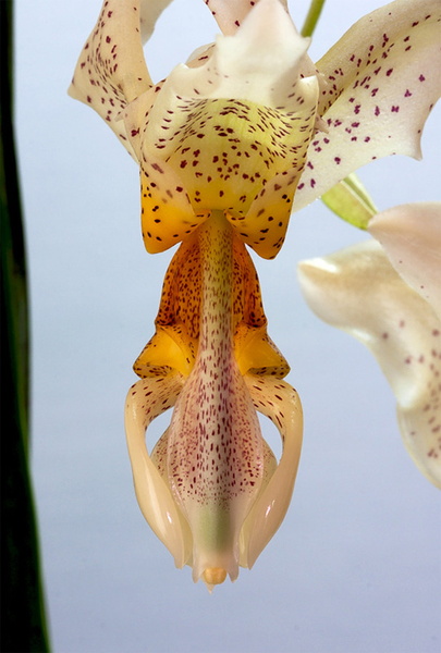 Stanhopea saccata x oculata