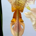 Stanhopea saccata x oculata