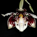 Stanhopea_tigrina1.jpg