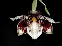 Stanhopea tigrina