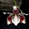 Stanhopea_tigrina2.jpg