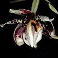 Stanhopea tigrina