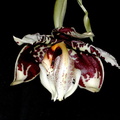 Stanhopea tigrina