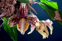 Stanhopea tigrina