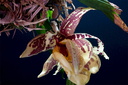 Stanhopea tigrina