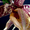 Stanhopea tigrina