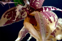 Stanhopea tigrina