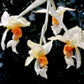 Stanhopea wardii