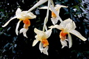 Stanhopea wardii