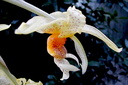 Stanhopea wardii