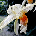 Stanhopea wardii