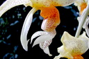 Stanhopea wardii