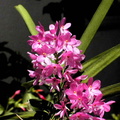 Ascocentrum ampullaceum