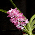 Ascocentrum ampullaceum