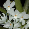 Ascocentrum ampullaceum