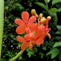 Ascocentrum curvifolium