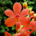 Ascocentrum curvifolium