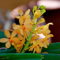 Ascocentrum garayi