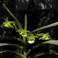 Christensonia vietnamica