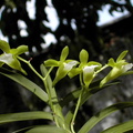 Christensonia vietnamica