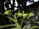 Christensonia vietnamica