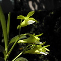 Christensonia vietnamica