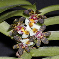 Gastrochilus bellinus