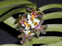 Gastrochilus bellinus
