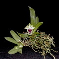 Haraella retrocalla