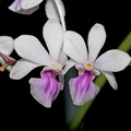 Holcoglossum_amesianum1.jpg