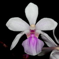 Holcoglossum_amesianum2.jpg