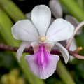 Holcoglossum_amesianum3.jpg