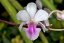 Holcoglossum amesianum